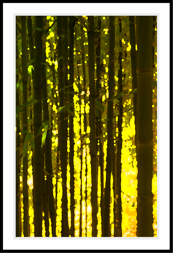 Bamboo forest with shades of yellow and green.